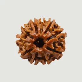 10 Mukhi Lab Tested Certified Rudraksha