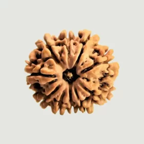 11 Mukhi Lab Tested Certified Rudraksha