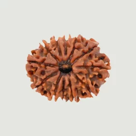 12 Mukhi Lab Tested Certified Rudraksha