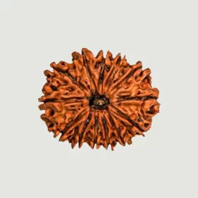 13 Mukhi Lab Tested Certified Rudraksha