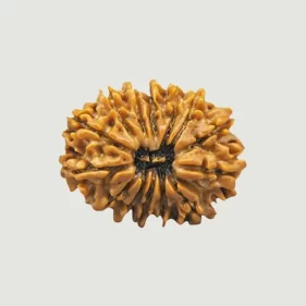 14 Mukhi Lab Tested Certified Rudraksha