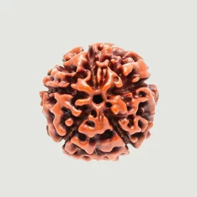 5 Mukhi Lab Rudraksha (Certified)