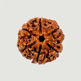 6 Mukhi Lab Rudraksha (Certified)
