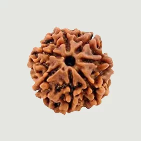 7 Mukhi Lab Rudraksha (Certified)