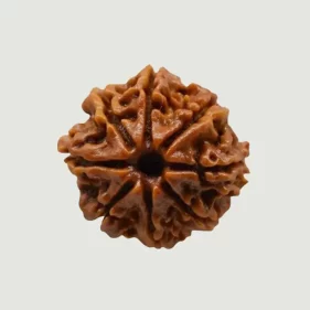 8 Mukhi Lab Tested Certified Rudraksha