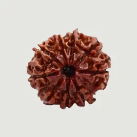 9 Mukhi Lab Tested Certified Rudraksha